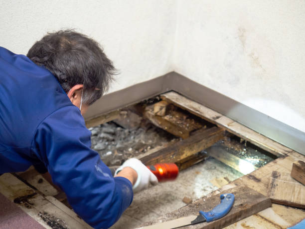 Trusted Springdale, NC Mold Removal Experts