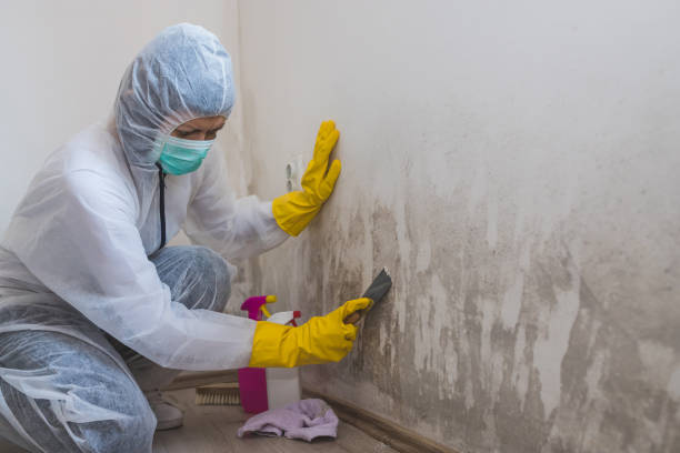 Best Fast Mold Removal  in Springdale, NC