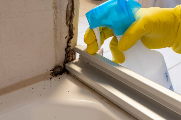 Best Home Mold Removal  in Springdale, NC