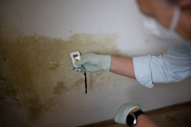 Best Fast Mold Removal  in Springdale, NC