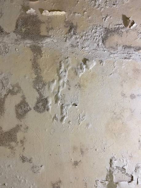 Best Local Mold Removal Service  in Springdale, NC