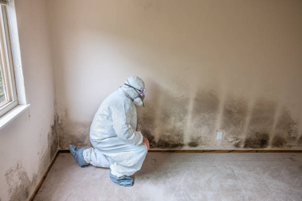 Best Mold Remediation  in Springdale, NC