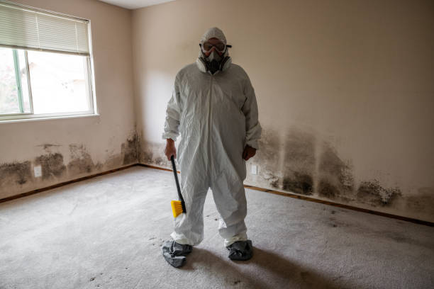 Mold Removal and Inspection in Springdale, NC