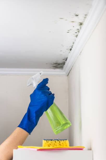 Best Crawl Space Mold Removal  in Springdale, NC
