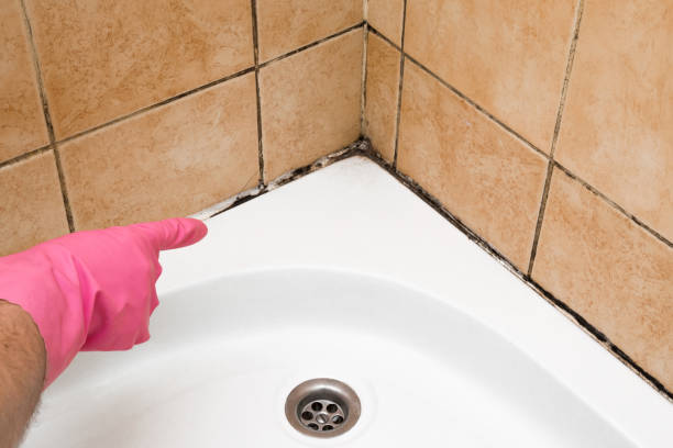Best Residential Mold Removal  in Springdale, NC