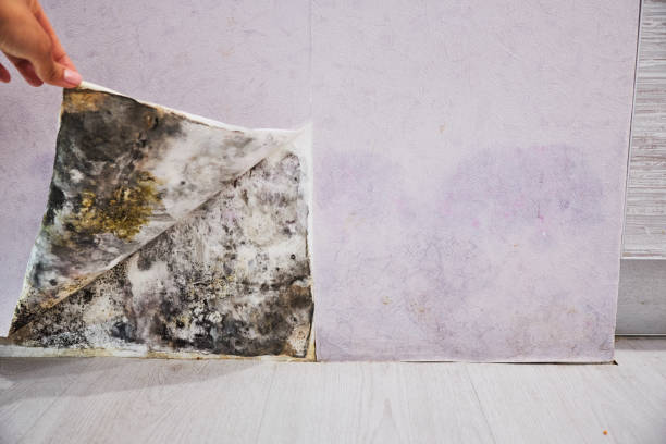 Best Mold Removal Near Me  in Springdale, NC